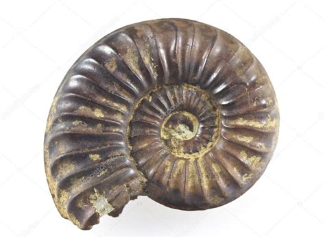 Ammonite Fossil — Stock Photo © ribeiroantonio #3096528