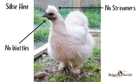 Silkie Hen Vs. Rooster: How To Tell The Difference (With Pictures!) | Silkie hen, Silkies ...