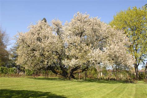 Photo of Black Cherry Tree by Photo Stock Source - tree, Eugene, Oregon, USA, bloom,cherry ...