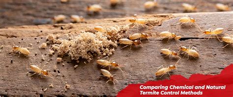 Comparing Chemical and Natural Termite Control Methods