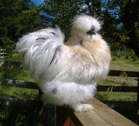 12+ Bearded Silkie Eggs - Catdance Silkies | BackYard Chickens | Chickens backyard, Fancy ...