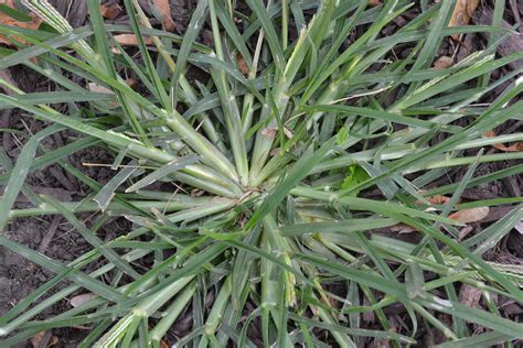 Goosegrass is an annual grassy weed that looks like crabgrass.