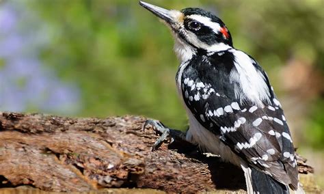 Hairy Woodpecker - A-Z Animals