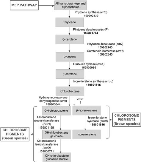 Pigment biosynthesis. Pathways for synthesis of green and brown... | Download Scientific Diagram