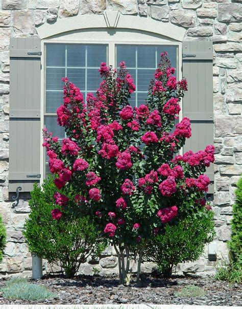 Suggestion for a tall flowering shrub? - pennlive.com