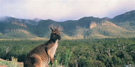 Grampians National Park « The Birding Experience