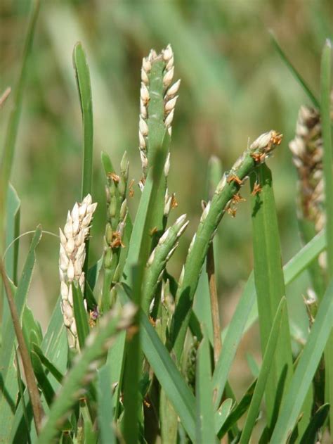 St Augustine grass (Stenotaphrum secundatum), flowers and seeds | Feedipedia