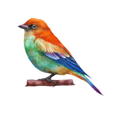 Bird Watercolor PNGs for Free Download