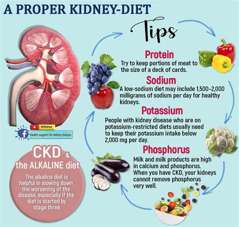 🔴 Follow the ALkaline Diet to Lower Creatinine Levels Fast: | Food for kidney health, Kidney ...