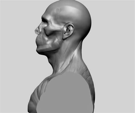 ArtStation - Male Head Anatomy A | Resources