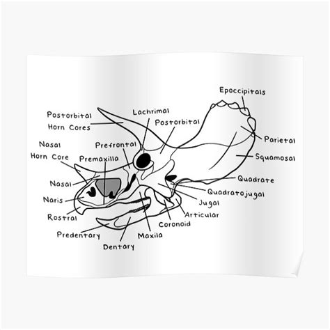 "Triceratops Skull (Labeled)" Poster for Sale by peltigaan | Redbubble