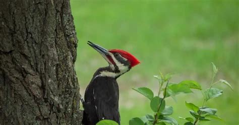 Woodpecker Behavior - AnimalBehaviorCorner