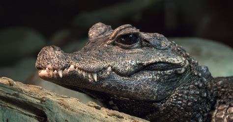 West African Dwarf Crocodile · Tennessee Aquarium