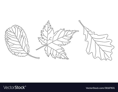 Leaves outline Royalty Free Vector Image - VectorStock