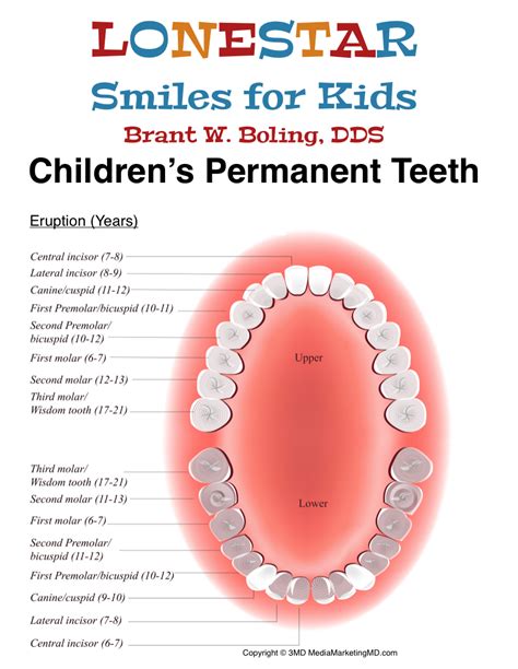 Permanent Tooth Eruption - Lonestar Smiles for Kids