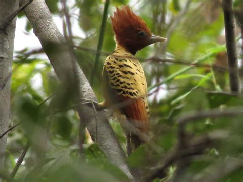 After a Rare Woodpecker Reappeared, Conservationists Bought its Habitat - World Birds