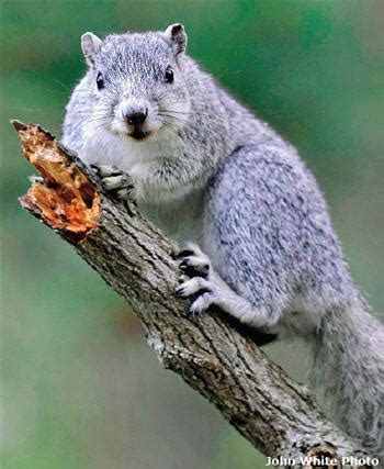 Delmarva Fox Squirrel