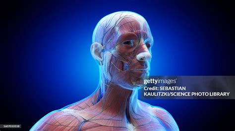 Anatomy Of A Male Head Illustration High-Res Vector Graphic - Getty Images