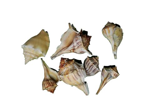 Murex Shells Transparent Background Free Stock Photo - Public Domain Pictures