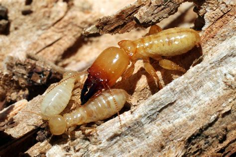 Termite Identification Chart Australia