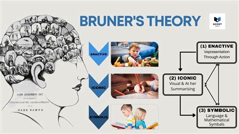 Bruner's Theory of Cognitive Development - infrexa