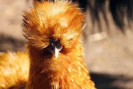 Silkie Rooster Characteristics