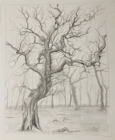 Pencil Drawing Of A Tree