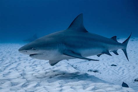 Bull Shark: Facts, Habitat, and Behavior - American Oceans