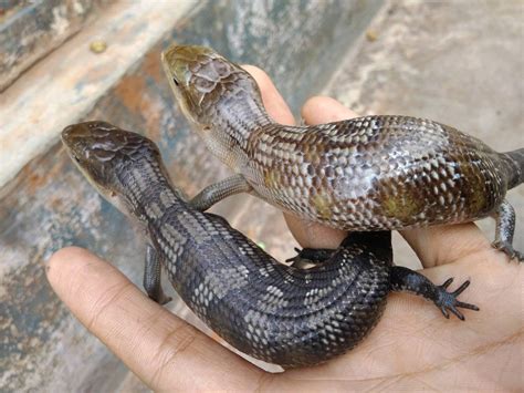 8 Blue Tongue Skink Types ( List Of Blue Tongue Skink Species)