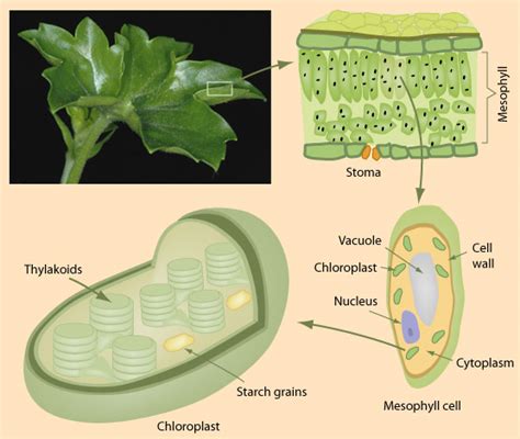 Chlorophyll in Leaves