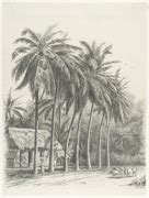 Category:Cocos nucifera in art - Wikimedia Commons