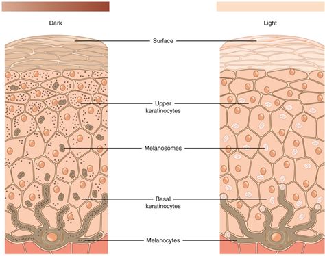 Pigmentation | Biology for Majors II