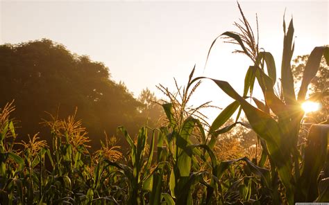 Corn Field Desktop Wallpapers - 4k, HD Corn Field Desktop Backgrounds on WallpaperBat