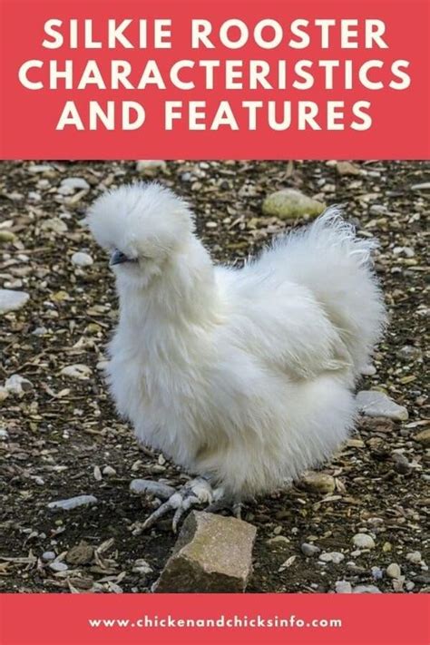 Silkie Rooster Characteristics: How to Tell a Rooster From a Hen - Chicken & Chicks Info