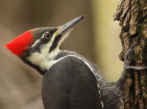 wildlife-habitat-pileated-woodpecker - Ochoco Forest Restoration Collaborative