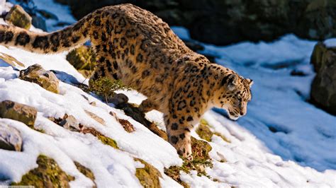 snow, Leopard, Snow leopard, Animals Wallpapers HD / Desktop and Mobile Backgrounds