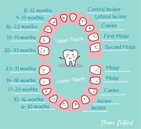 Baby Teeth Chart: What Order Do They Come In? Baby Teething Chart, Teething Babies, Baby Chart ...