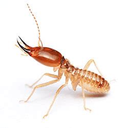 Termite Identification