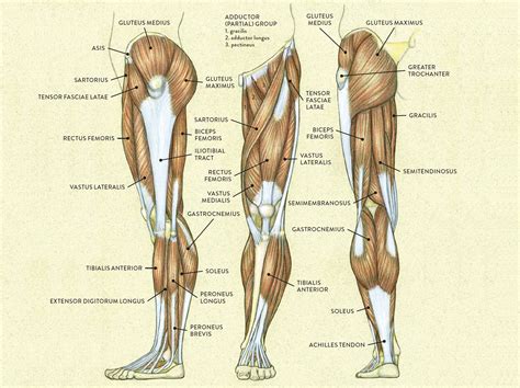 Anatomy Of The Human Leg Muscles