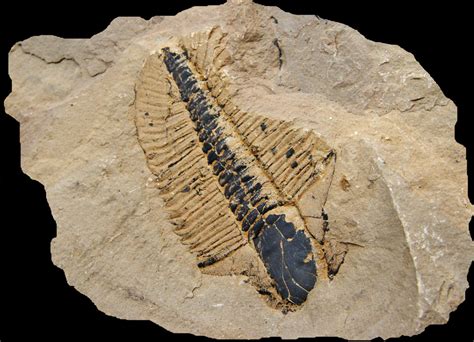 Trilobite fossil from Burgess Shale (Courtesy Lad Allen and Illustra ...