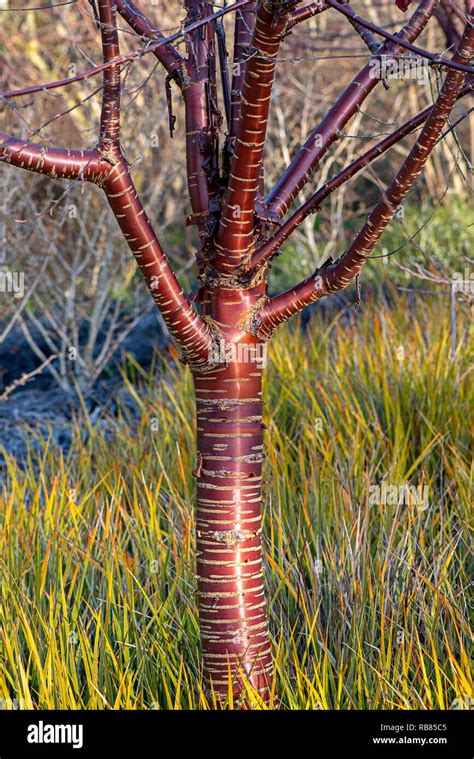 Close-up image of Prunus serrula also called birch bark cherry, birchbark cherry, paperbark ...