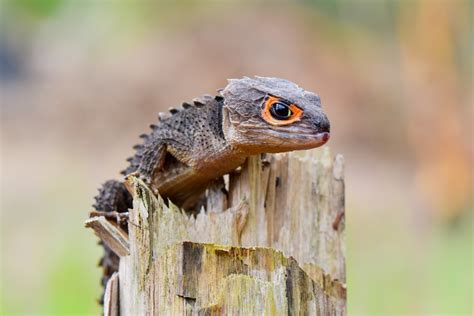 Red-Eyed Crocodile Skink Care Guide » Petsoid