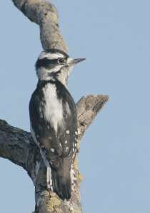 birdnote q&a: woodpecker drumming - A Way To Garden