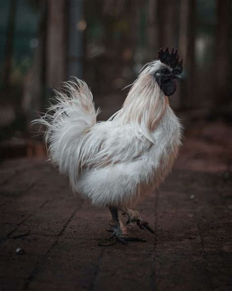 The Silkie Rooster! Silkie Rooster vs Hen and All You Should Know About Keeping Them - My ...