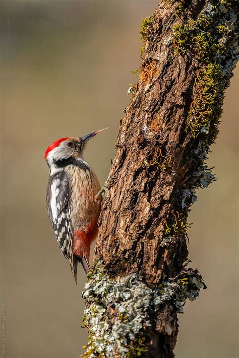 Beautiful Middle Spotted Woodpecker in its Natural Habitat