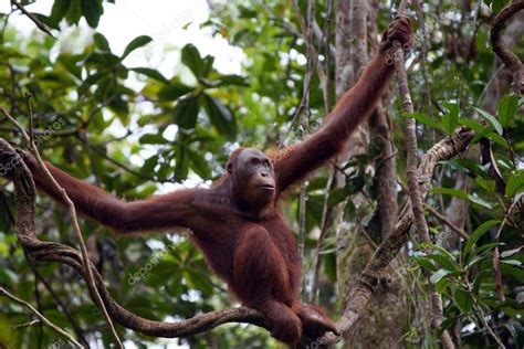 Orangutans. Borneo — Stock Photo © shatalkin #4033053