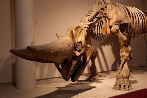 Animal skeleton | Animal skeletons, Prehistoric animals, Prehistoric dinosaurs