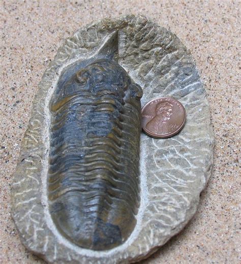 trilobite information | Fossil Lady