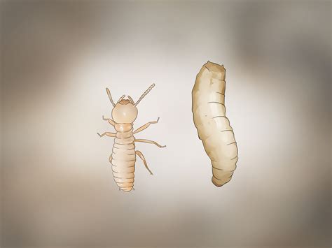 3 Ways to Identify Termite Larvae - wikiHow