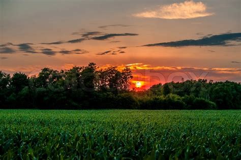 Sunset over a corn field | Stock image | Colourbox